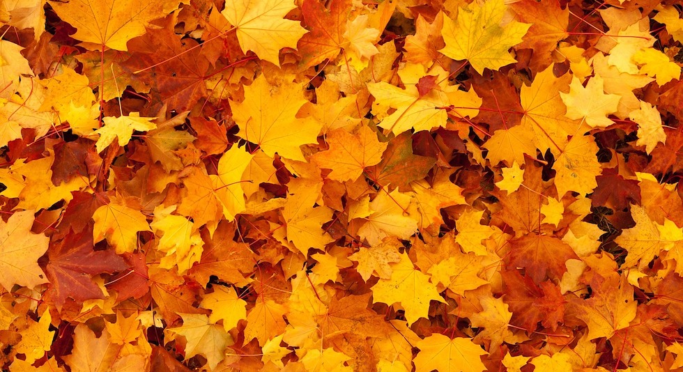 Herbstblätter zum Thema Jenseits